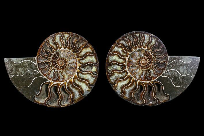 Cut & Polished Ammonite Fossil - Agatized #88166
